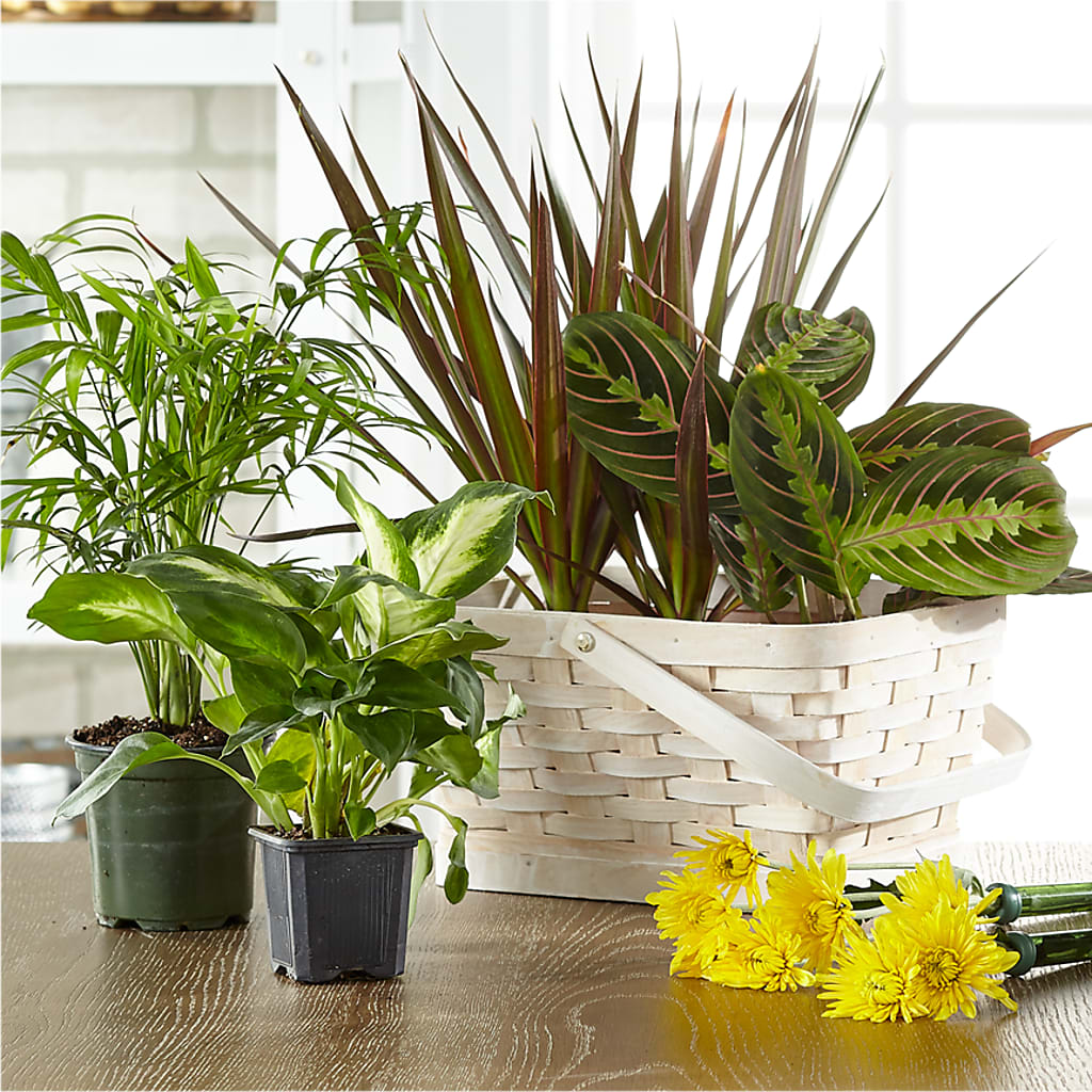Florist Designed Blooming and Green Plants in a Basket – Wildflowers, Louisville KY