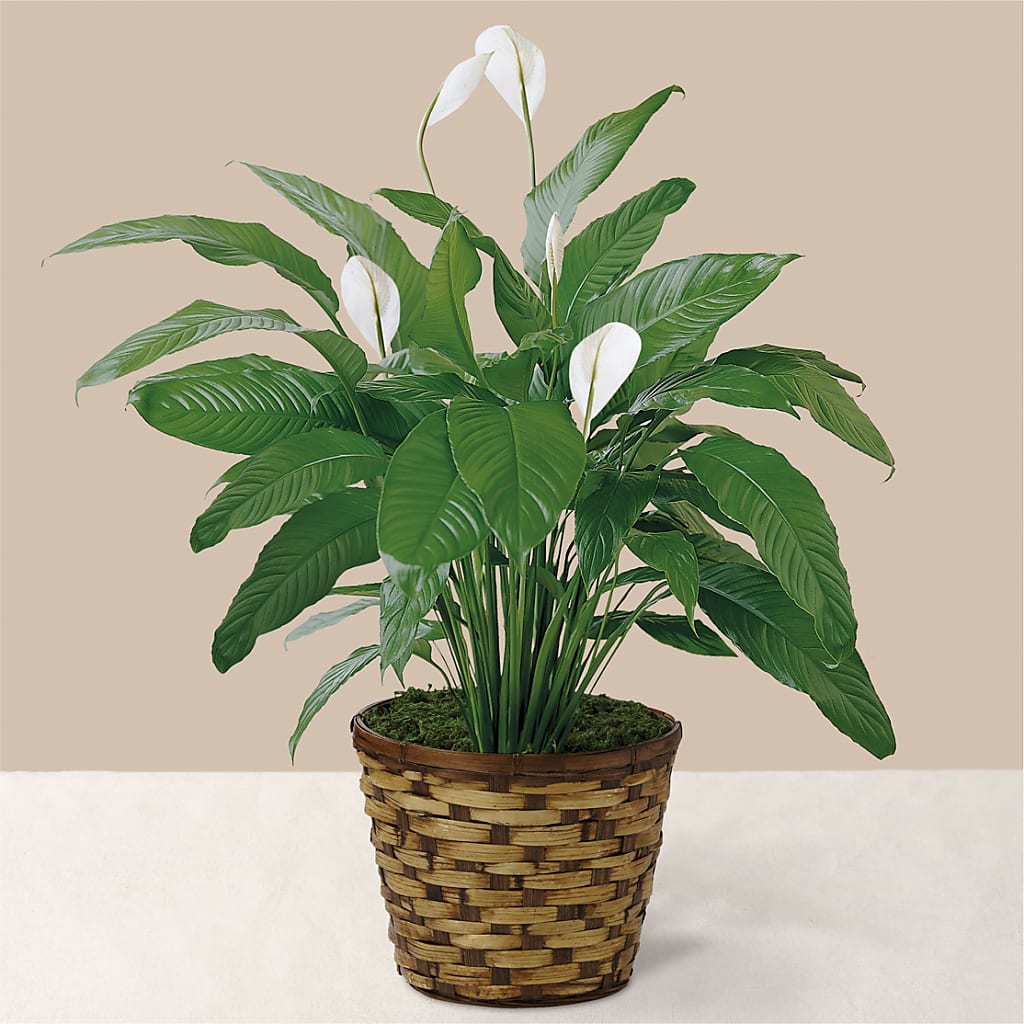 Tranquil Moments Peace Lily Plant – Wildflowers, Louisville KY