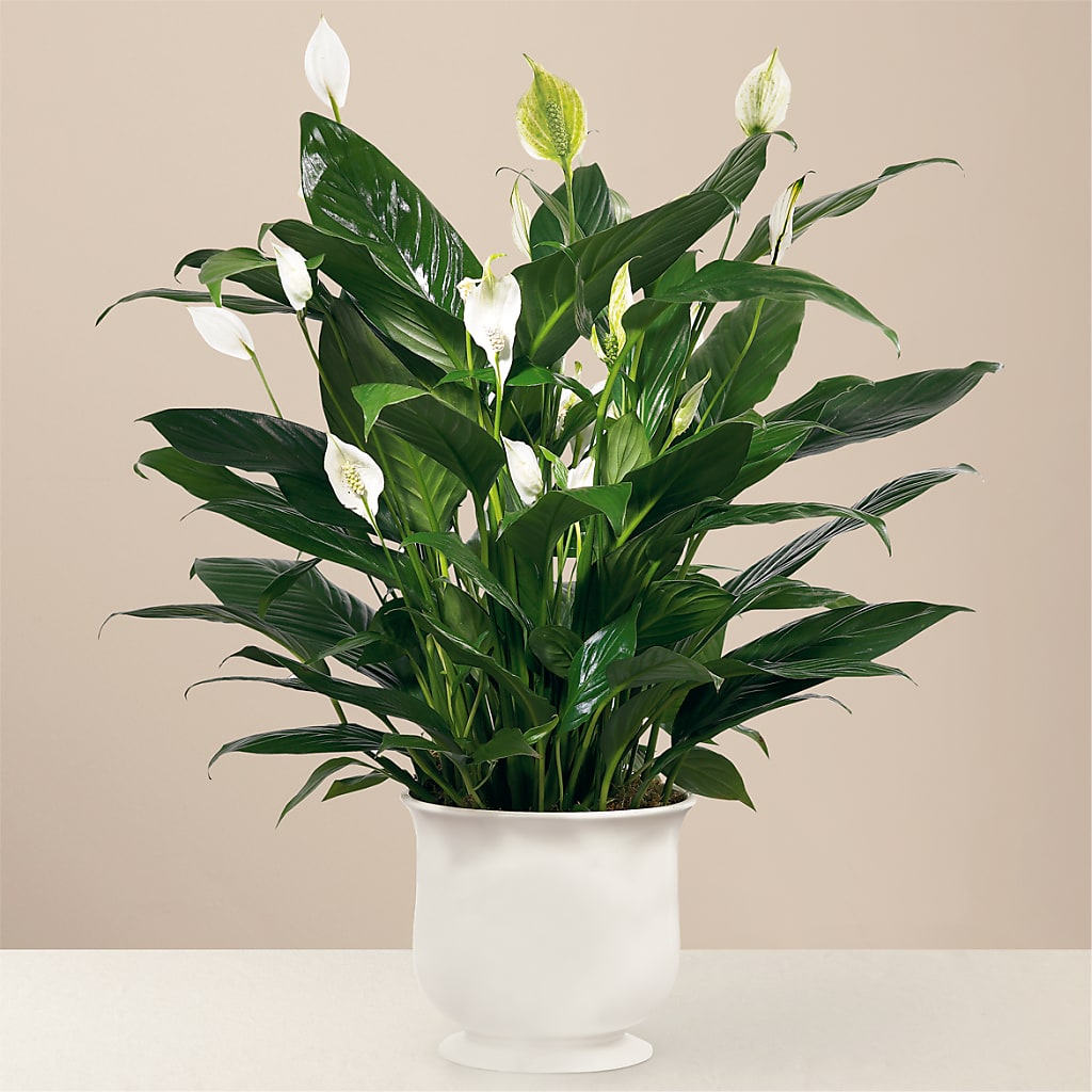 Comfort Planter – Wildflowers, Louisville KY