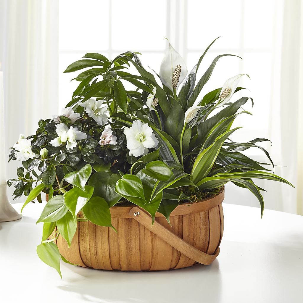 Serene Dishgarden – Wildflowers, Louisville KY