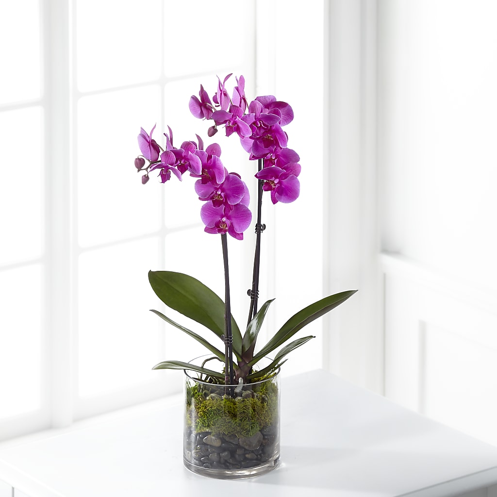 Pink Orchid Plant – Wildflowers, Louisville KY