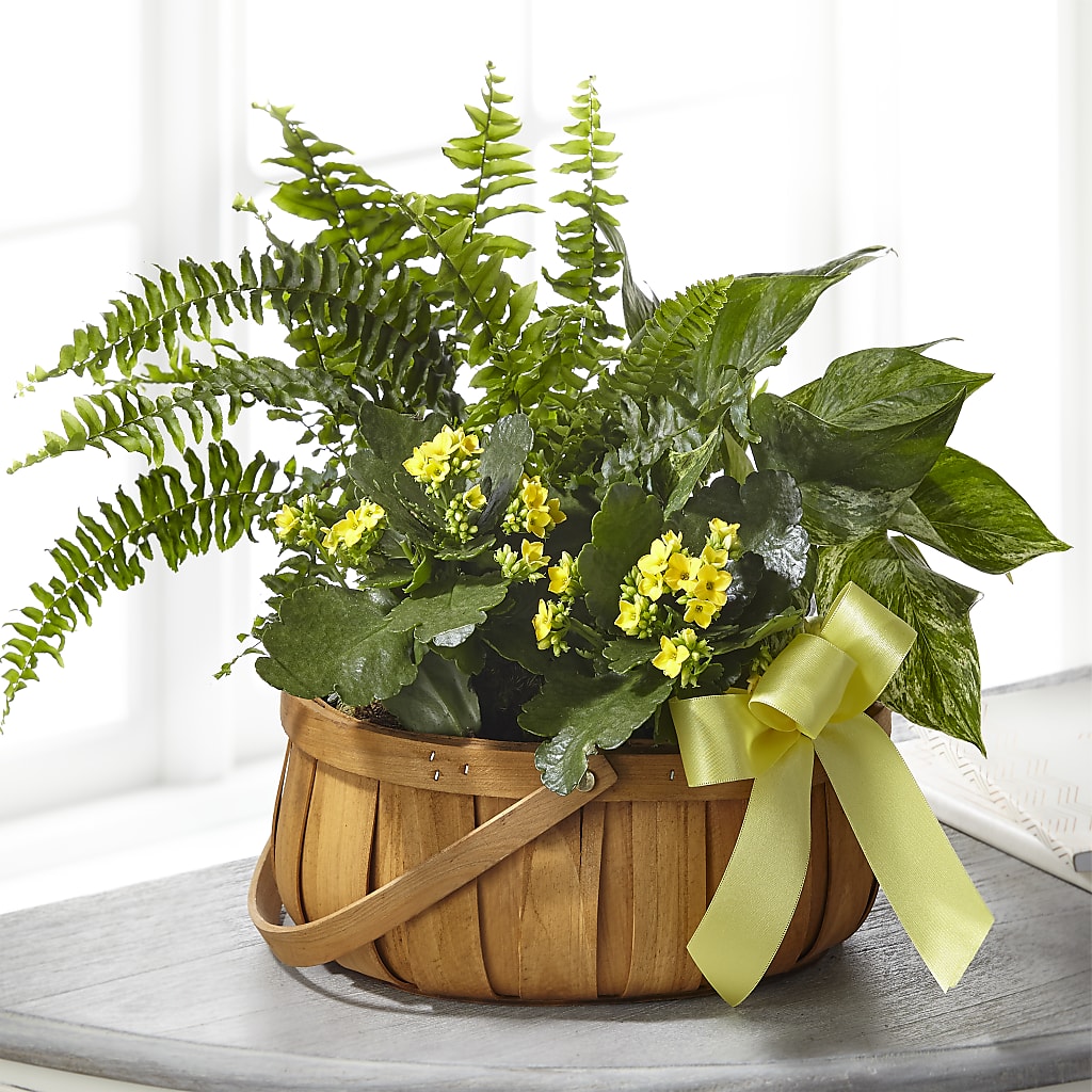Always Dear Dishgarden – Wildflowers, Louisville KY