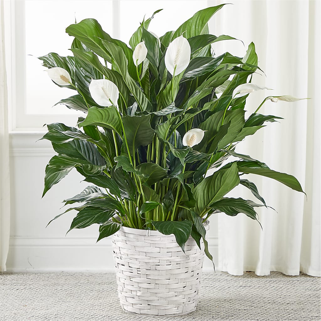 A New Leaf Peace Lily – Wildflowers, Louisville KY