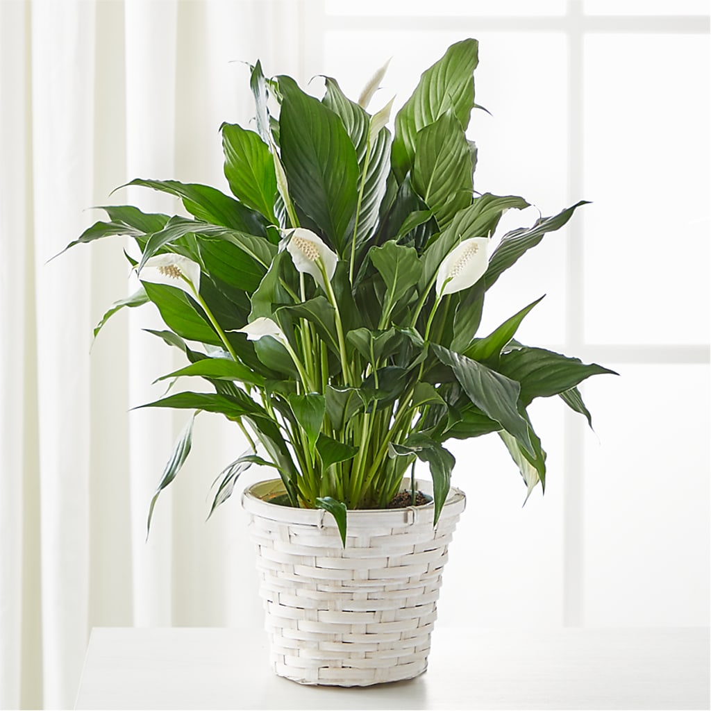 A New Leaf Peace Lily – Wildflowers, Louisville KY