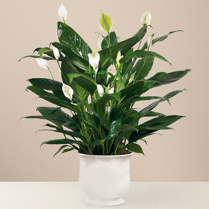Comfort Planter –  Wildflowers, Louisville KY