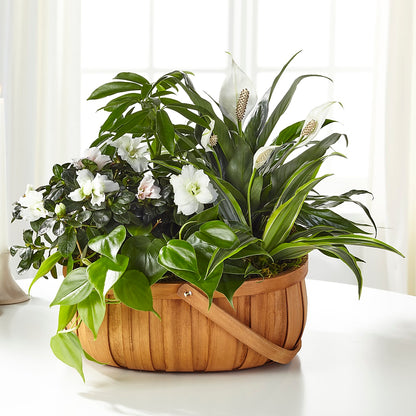 Serene Dishgarden –  Wildflowers, Louisville KY