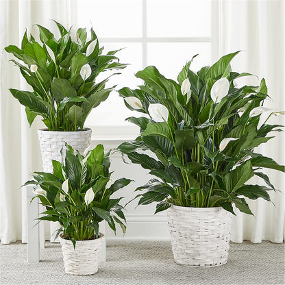 A New Leaf Peace Lily –  Wildflowers, Louisville KY