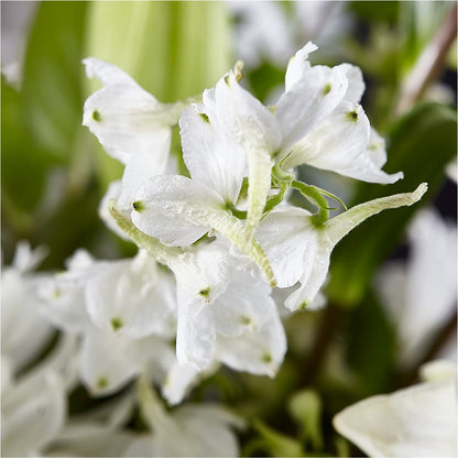 Classic Ivory – A Florist Original –  Wildflowers, Louisville KY